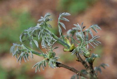Mackia amurensis - mákie amurská - jarní výhonky